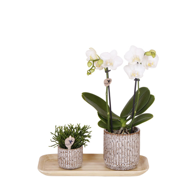 Set di piccole piante "Natura Indomita" - Piante verdi con orchidea Phalaenopsis in vasi decorativi Jaguar e vassoio di bambù