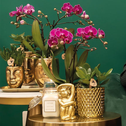 Purpurfarbene Phalaenopsis-Orchidee – Morelia + Diamantförmiger Dekotopf, Gold – Ø 9 cm – ↕ 35 cm – Blühende Zimmerpflanze