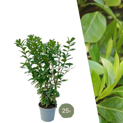 Grands plants de laurier-cerise Novita pour 10 mètres linéaires de haie - 12L - 25x - ↕100-125 cm