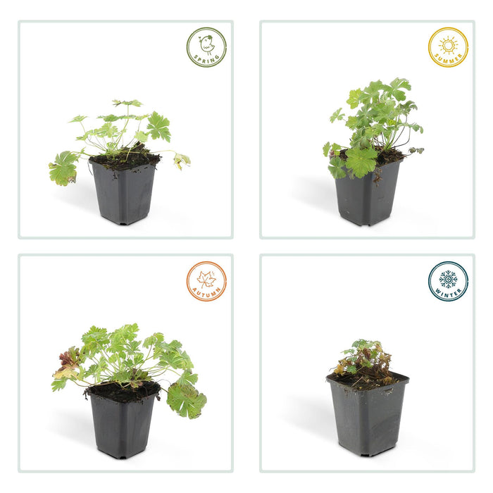 Geranium cantabrigiense 'Biokovo' - ↕10-25cm - Ø9cm  - 40x