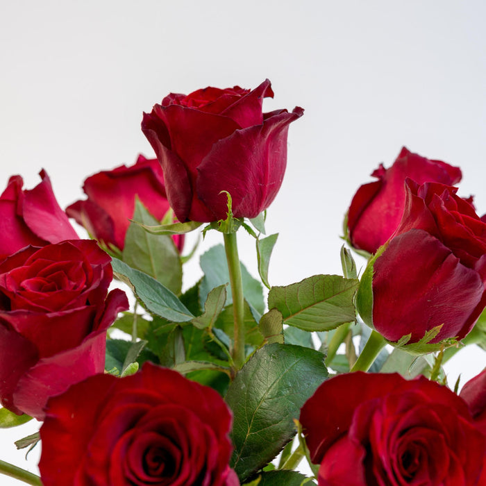 Letterbox Roses Bordeaux - ↕35cm