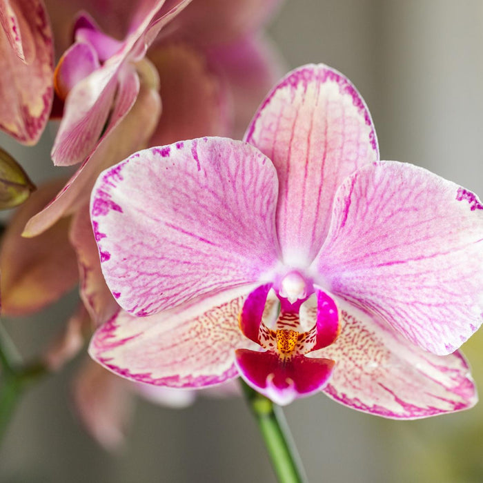 Roze / Oranje Phalaenopsis orchideeën - Pirate Picotee - 2x - Ø12cm - Bloeiende kamerplant