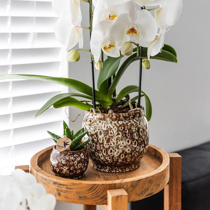 Kolibri Home | Safari pot - Ø12cm