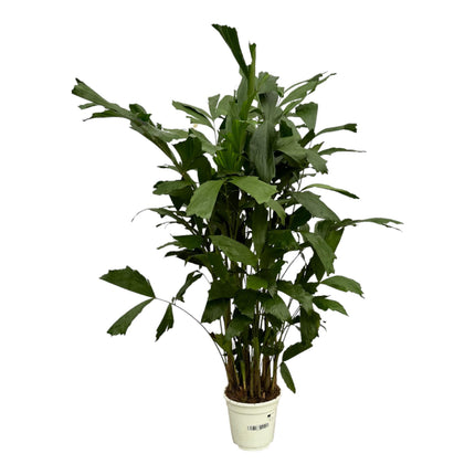 Caryota Mitis - Fiskehalepalme - ↕120cm - Ø21cm