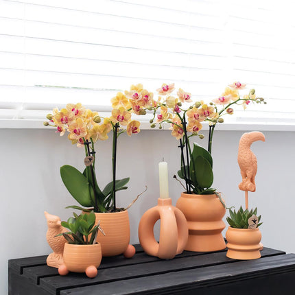 Kolibri Home | Pfirsichfarbener Blumentopf „Rolling Peach“ – Dekorativer Keramiktopf in Pfirsichfarbe – Ø 6 cm
