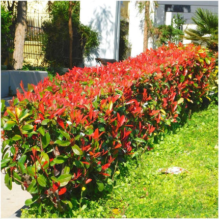 Seto de Photinia fraseri 'Little Red Robin' - 1 metro - Juego de 6 plantas resistentes para seto - Seto perenne