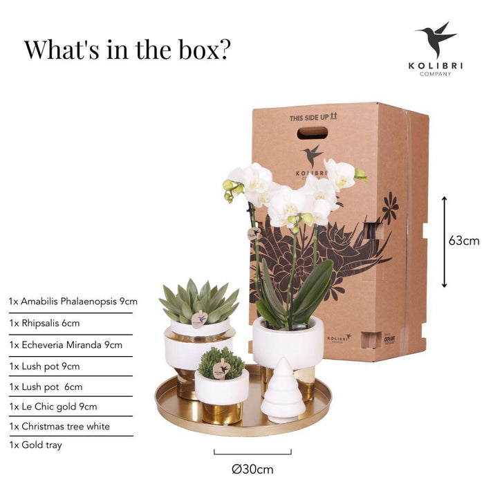 Gift set Christmas gold | Plantenset met witte Phalaenopsis Orchidee en Succulenten incl. keramieken sierpotten