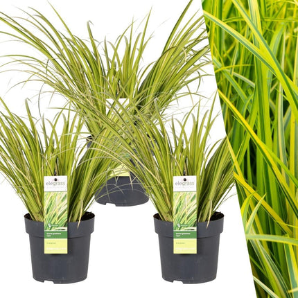 Acorus Gramineus 'Ogon' - Zwergkalmus - ↕30cm - Ø14cm - 3x