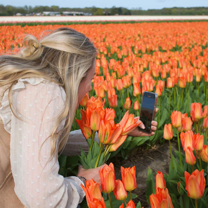 Bulbes de fleurs Amsterdam - Orange Emperor - 15 bulbes - Calibre 12+