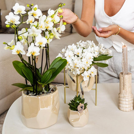 Kolibri Home | Combi deal - Pearl travertine pots