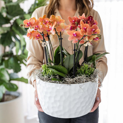 Orange plantesæt i honningskål inkl. vandreservoir - Tre orange Bolzano-orkideer 9 cm og tre grønne Rhipsalis-planter | Junglebuket orange med selvstændig vandreservoir