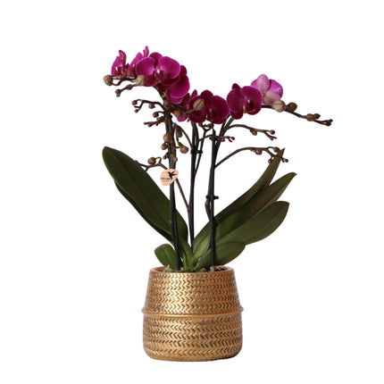 Paarse phalaenopsis orchidee - Morelia + Groove sierpot goud - Ø9cm - ↕35cm - Bloeiende kamerplant