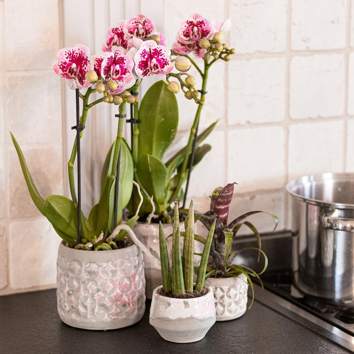 Roze paarse phalaenopsis orchidee - El Salvador - Ø9cm - Bloeiende kamerplant