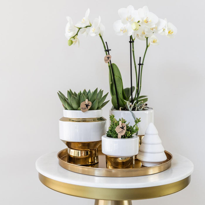 Gift set Christmas gold | Plantenset met witte Phalaenopsis Orchidee en Succulenten incl. keramieken sierpotten