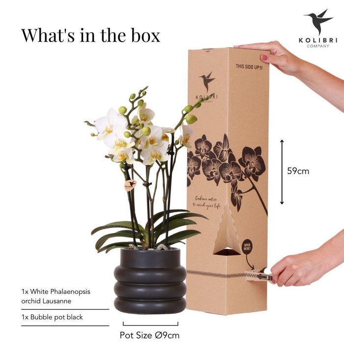 Witte phalaenopsis orchidee - Lausanne + Bubble pot black - Ø9cm - Bloeiende kamerplant