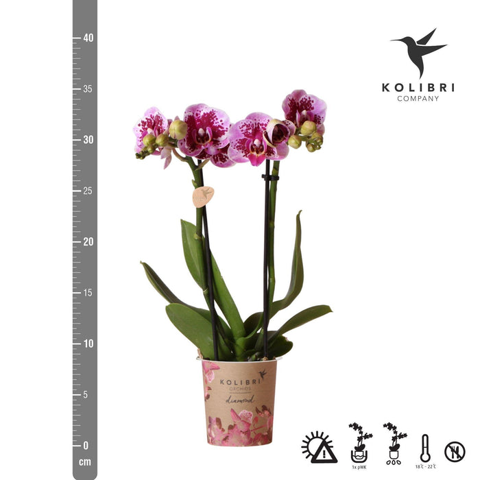 Roze paarse phalaenopsis orchidee - El Salvador - Ø9cm - Bloeiende kamerplant