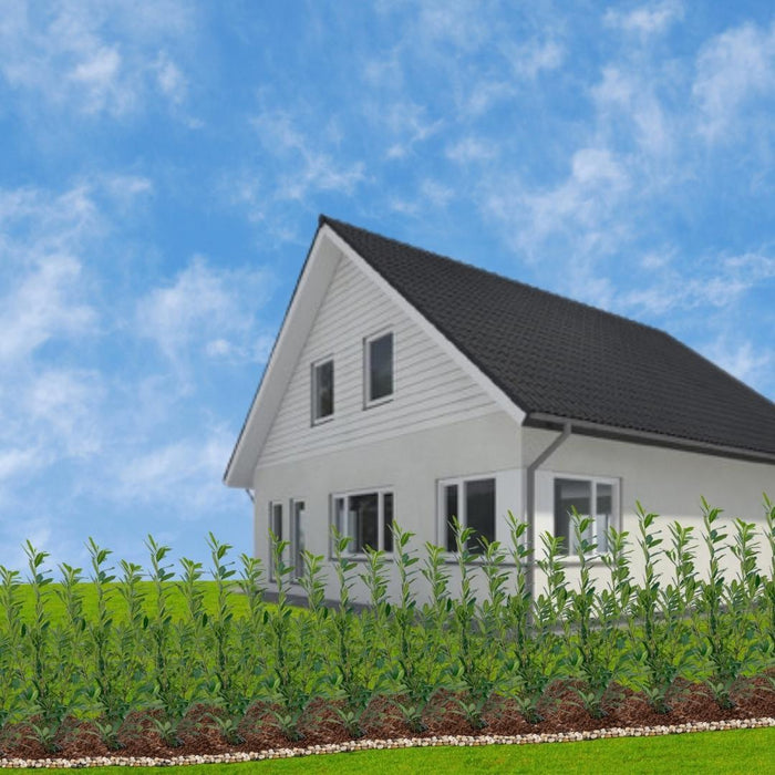 Grote Laurierkers Planten Caucasica voor 10 strekkende meter haag - 12L - 25x - ↕100-125 cm
