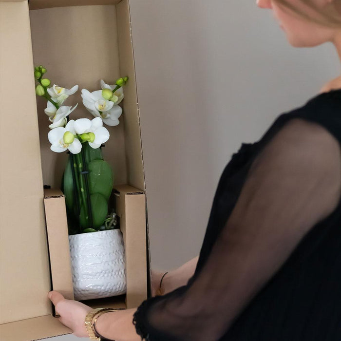 Witte Phalaenopsis orchidee – Amabilis + Diamond sierpot goud – Ø9cm – ↕40cm - Bloeiende kamerplant in bloempot