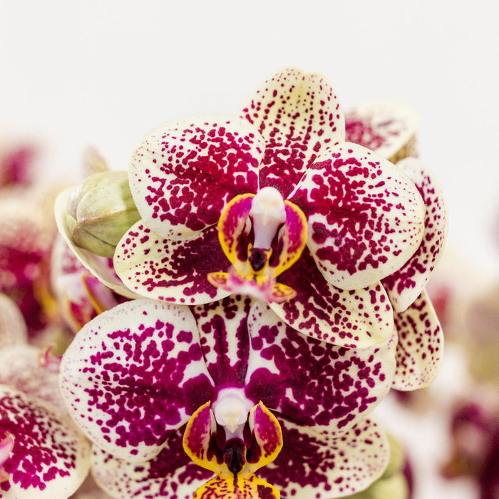Geel rode phalaenopsis orchidee - Spain in Rolling sierpot wit - Ø9cm - ↕40cm - Bloeiende kamerplant