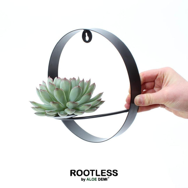 Suculenta sin raíces Echeveria Pulidonis sobre soporte de pared negro - ↕20cm - Ø20cm