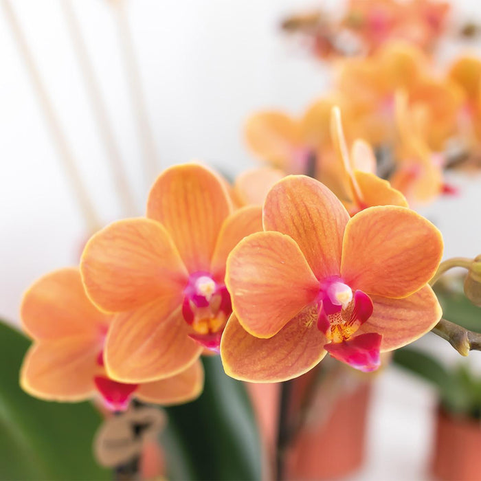 Oranje Phalaenopsis orchidee - Mineral Bolzano - Ø9cm - Bloeiende kamerplant
