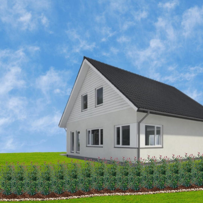 Grote Glansmispel planten voor 10 strekkende meter haag - 12L - 20x - ↕125-150 cm - Carré Rouge
