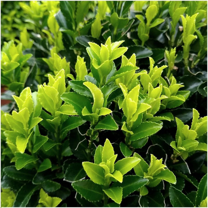 Groene Kardinaalsmuts haag - Euonymus japonicus 'Green Spire' - 6x - 1 meter - Winterharde haagplanten