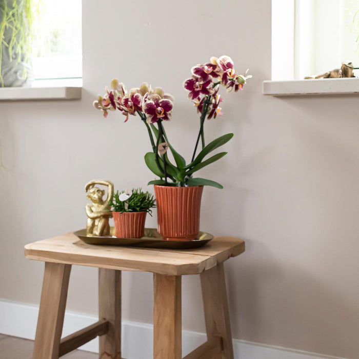 Geel rode phalaenopsis orchidee - Spain in Retro sierpot terracotta - Ø9cm - ↕40cm - Bloeiende kamerplant