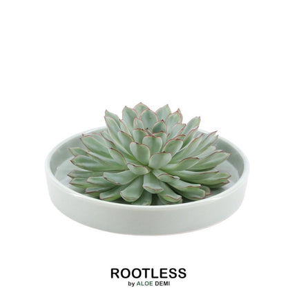 ROOTLESS Succulent Echeveria Pulidonis in 'green' bowl - ↕5cm - Ø20cm