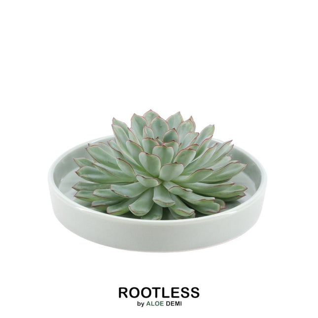 Suculenta sin raíces Echeveria Pulidonis en maceta 'verde' - ↕5cm - Ø20cm