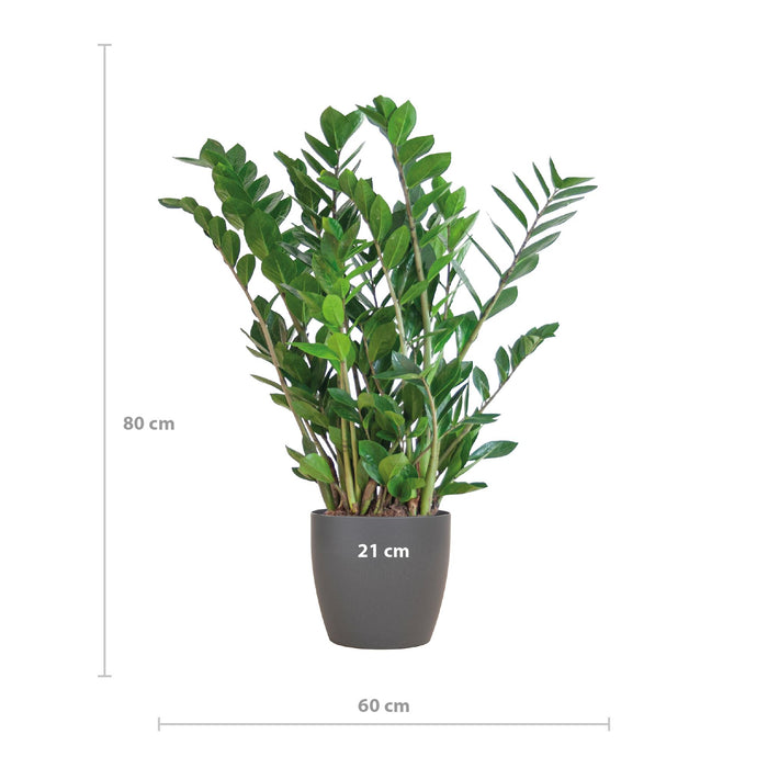 Zamioculcas Zamiifolia - ZZ Plant - met Viber grijs plantenpot - ↕80cm - Ø21cm