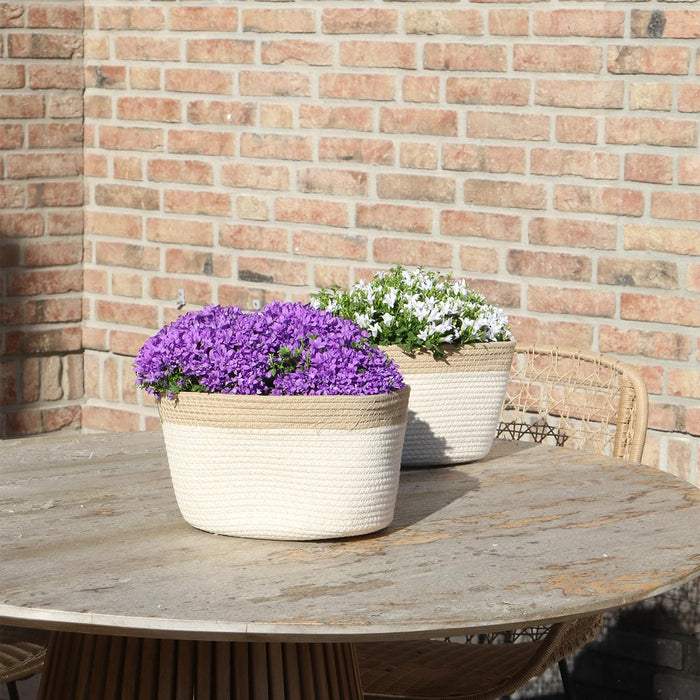 Campanula Addenda Ambella Intense purple - Cotton schaal met Campanula met watergeefsysteem - 3 stuks - Klokjesbloem paars  - Ø12cm - binnen & buiten