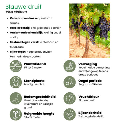 Bio-Obstpflanzenmischung – Set mit 5 verschiedenen Sorten „Fruchtoase“