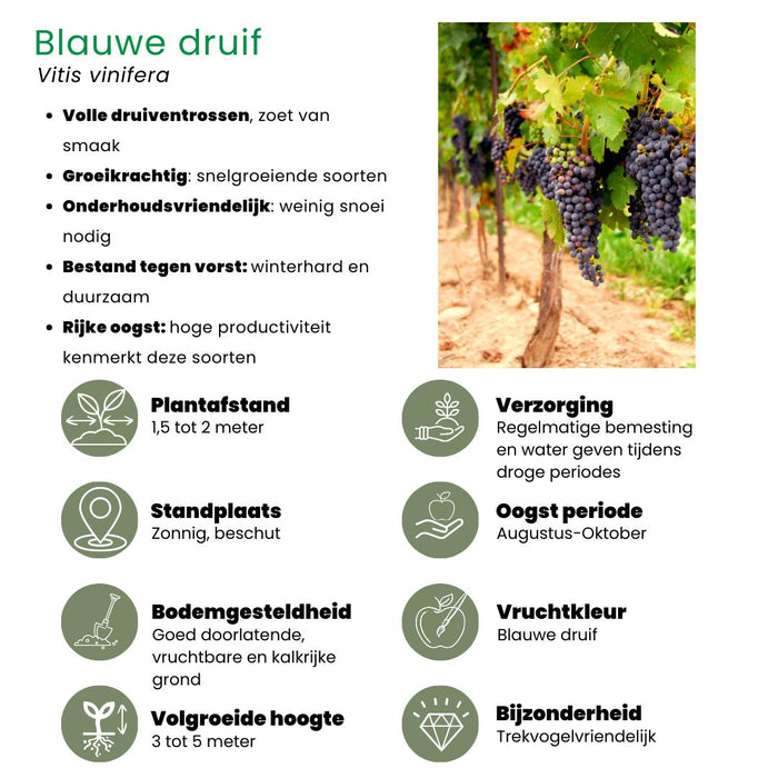 Fruitplanten mix Biologisch - set van 5 verschillende soorten "Vruchten oase"