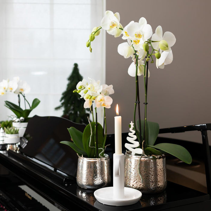 Witte Phalaenopsis orchidee – Amabilis + Luxury sierpot zilver – Ø9cm – ↕40cm - Bloeiende kamerplant in bloempot
