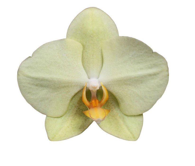 Phalaenopsis Volterra - 3 tak - ↕60cm - Ø12cm
