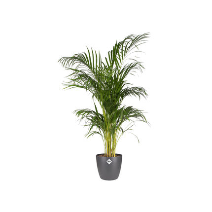 elho Brussels Round Anthracite Pot D20 x H19 - Planter