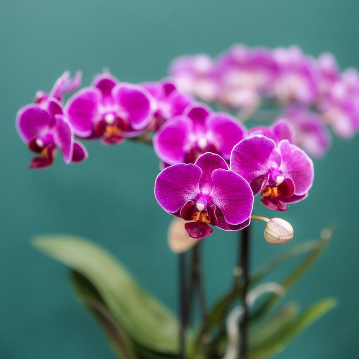 Paarse phalaenopsis orchideeën - Morelia - 4x - Ø9cm - Bloeiende kamerplant