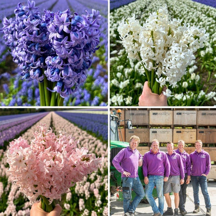 Bulbos de flores Amsterdam - Jacinto espectacular - 30 bulbos para 1 m² de esplendor floral - Tamaño 14/15
