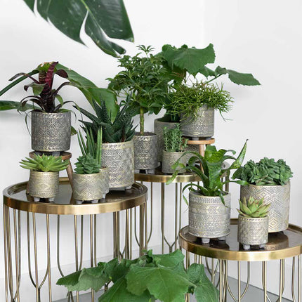 Vetplanten set van 4 succulenten - groene planten - Ø9cm - Kolibri Greens