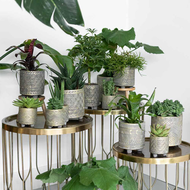 Vetplanten set van 4 succulenten - groene planten - Ø9cm - Kolibri Greens