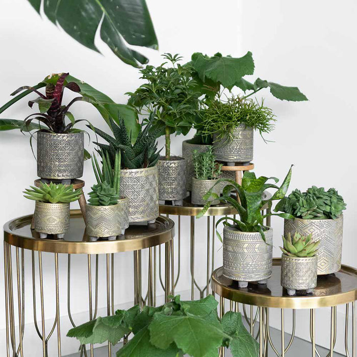 Vetplanten | set van 4 succulenten - groene planten - Ø9cm - Kolibri Greens