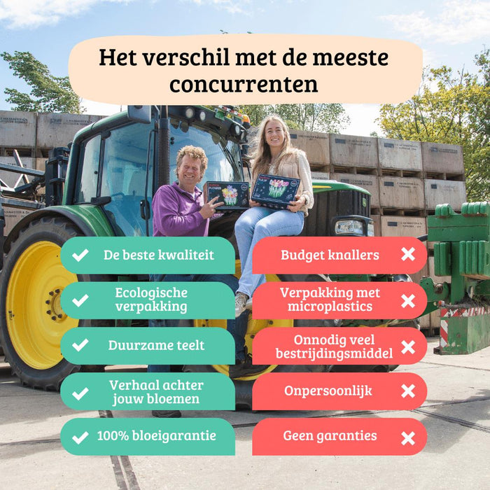 Dahlia Bollen | 12 dahlia heatwave knollen voor 2m², grote dieprode bloemen