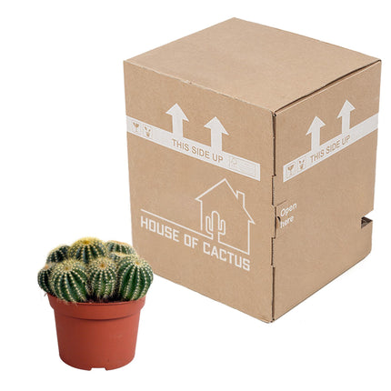 Eriocactus Warasii - ↕15cm - Ø12cm