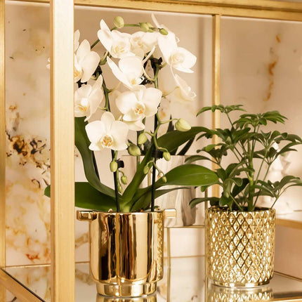 Weiße Phalaenopsis-Orchidee – Niagara Fall – Ø 9 cm – Blühende Zimmerpflanze