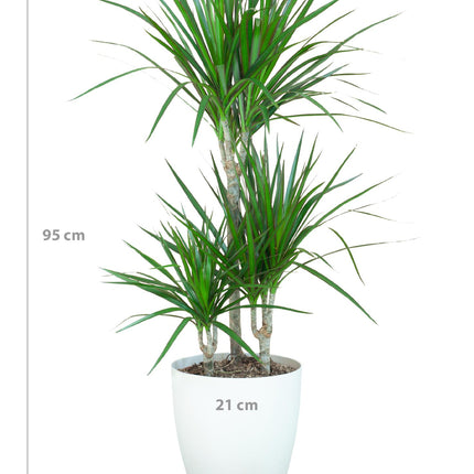 Dracaena Marginata med Hvid Viber - ↕95cm - Ø21cm - Drageplante