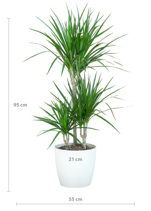 Dracaena Marginata met Viber wit - ↕95cm - Ø21cm - Drakenplant