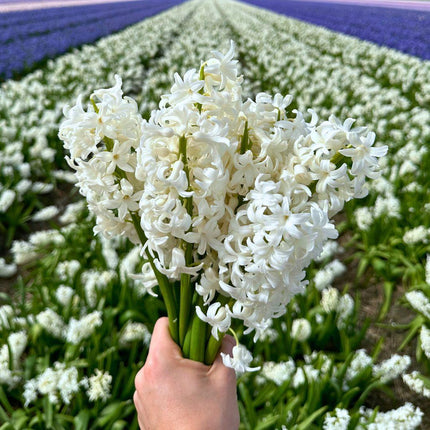 Flowerbulbs Amsterdam - Louvre - 10 flower bulbs - Size 14/15