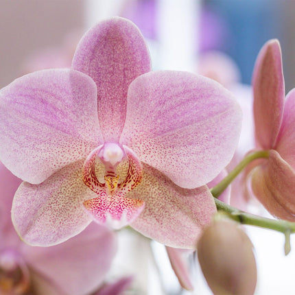 Orchidées - Coffret surprise - Coffret découverte - Coffret surprise contenant 4 orchidées différentes - Ø12cm
