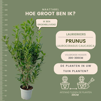 Grands plants de laurier-cerise Caucasica pour 10 mètres linéaires de haie - 15L - 20x - ↕125-150 cm